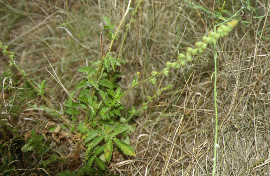Agrimonia eupatoria / Agrimonia comune